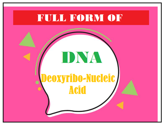 Full Form of DNA